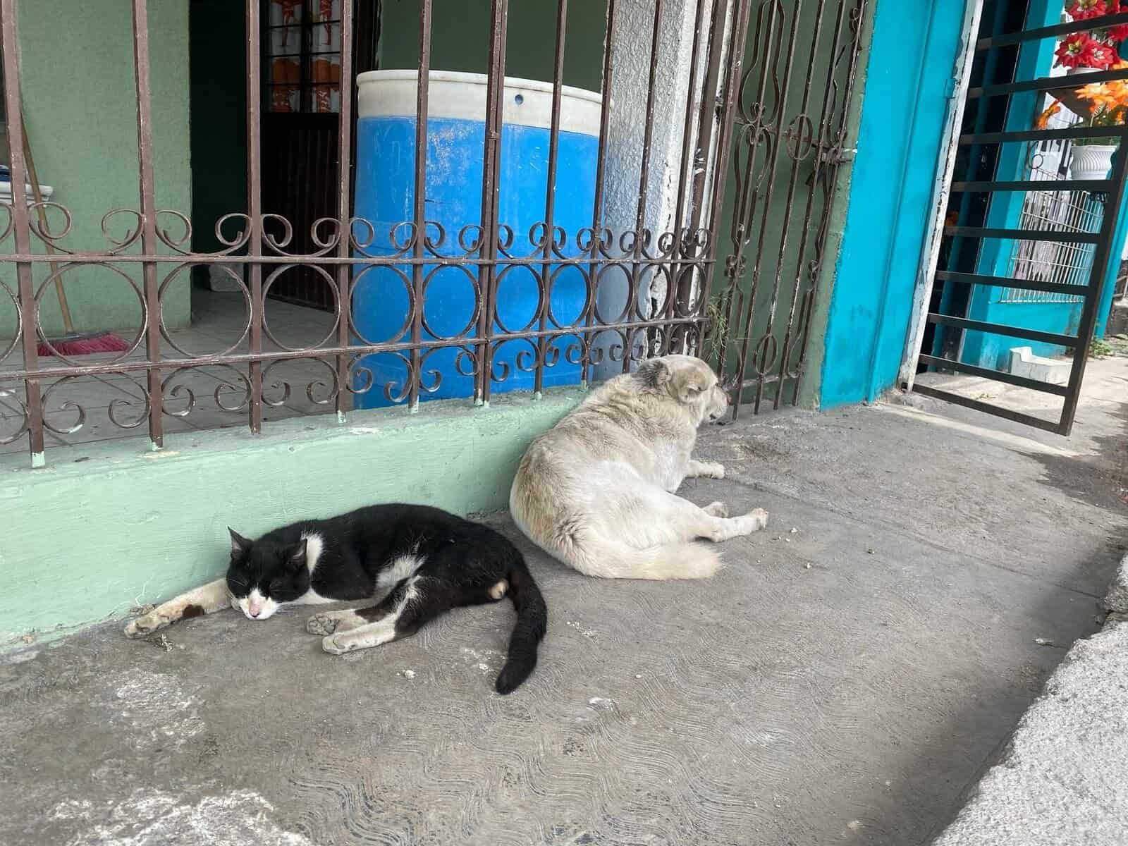Brigadas de bienestar animal en Coahuila ante aumento de rickettsia