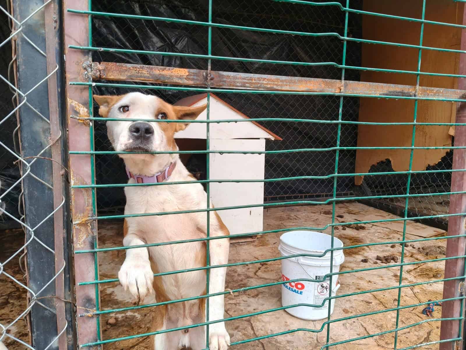 Saltillo supera las 100 adopciones de perros y gatos en 2026