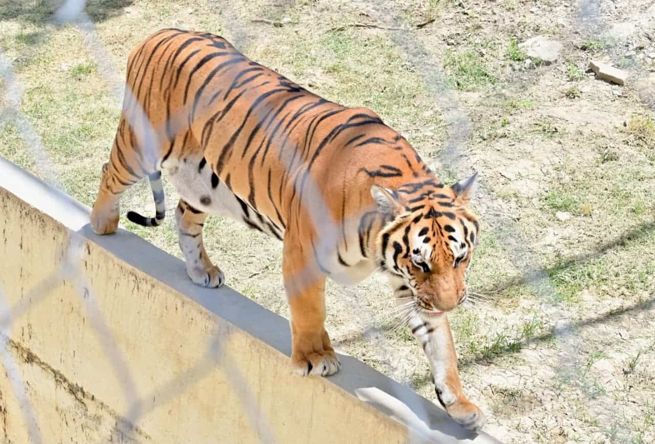 Ecoparque de Monclova: Avances finales para su reapertura