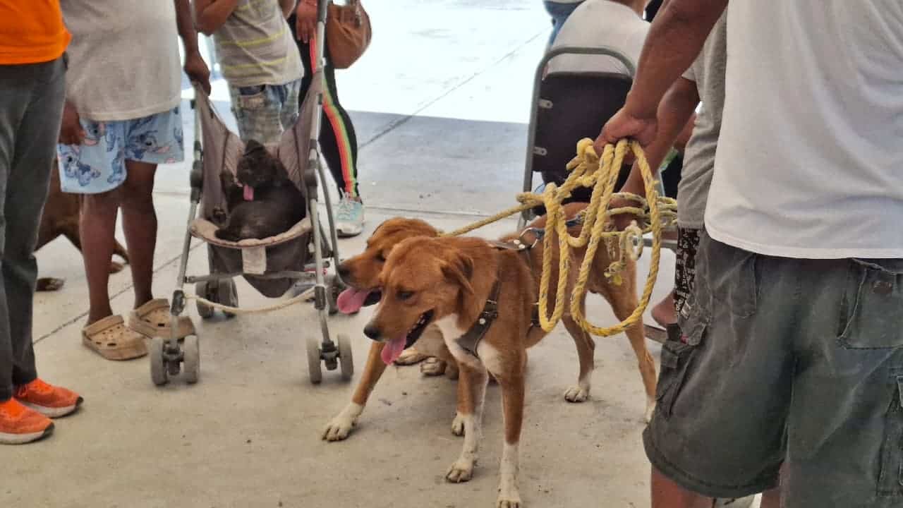 Autoridades de Salud siguen caso de rickettsiosis en Monclova