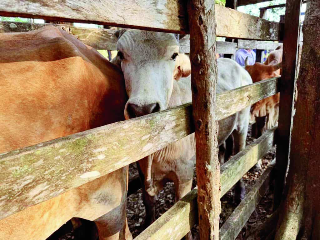 Productores ganaderos de Coahuila aplican segunda dosis de vacuna