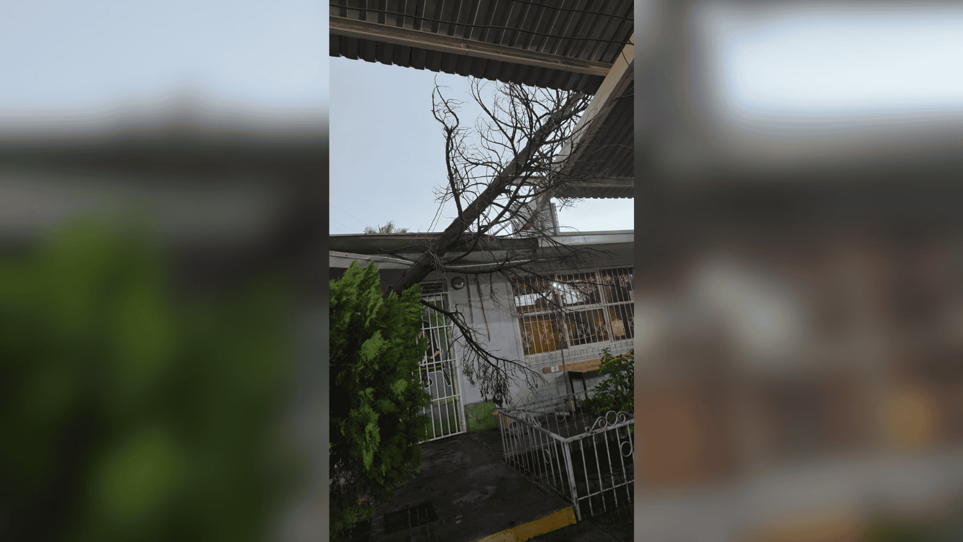 Tormenta en Frontera: Ocho escuelas afectadas por ca&iacute;da de &aacute;rboles