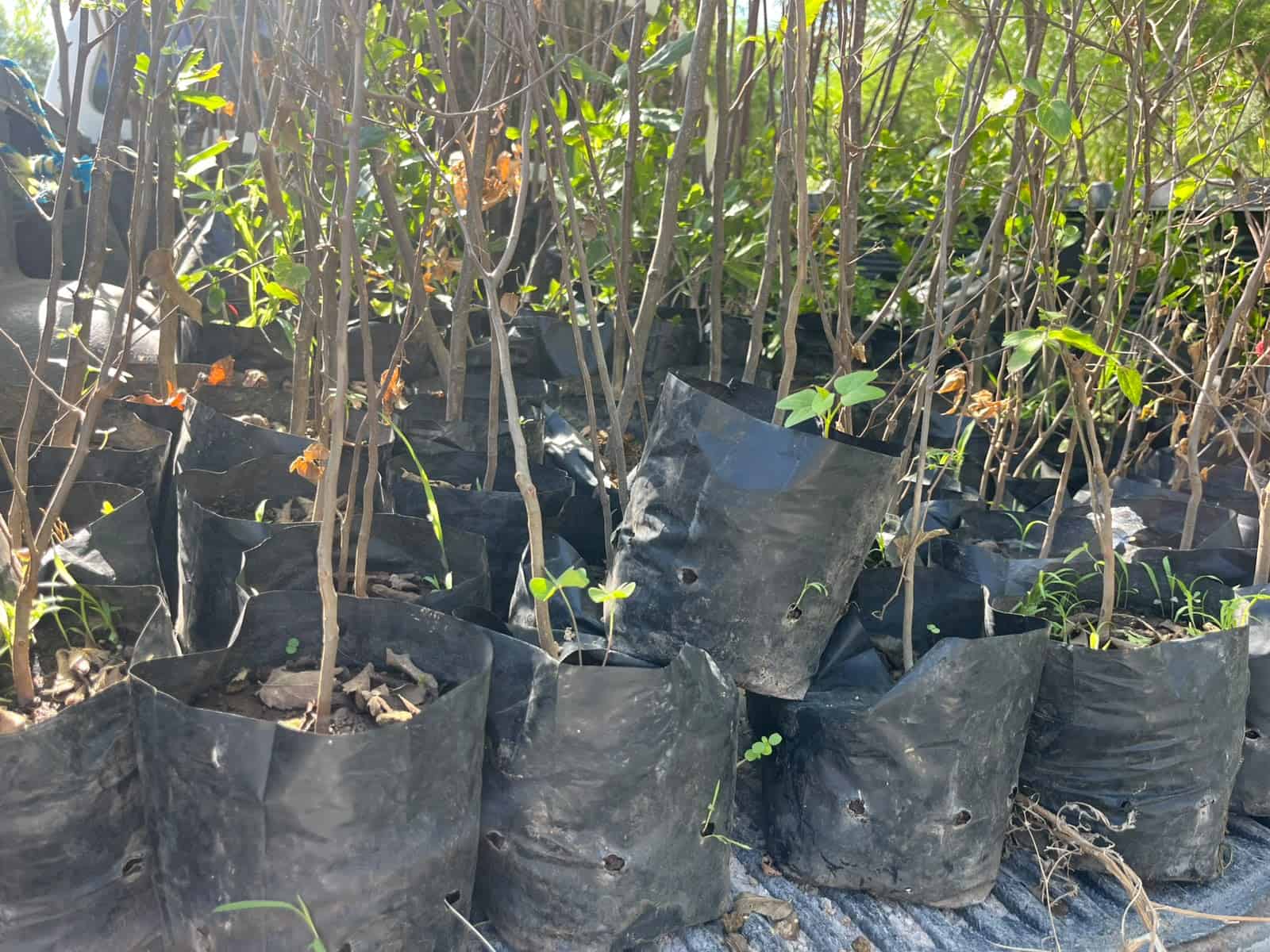 Conmemoran el Día Nacional del Árbol con campaña de reciclaje y reforestación en Acuña Conmemoran el Día Nacional del Árbol con campaña de reciclaje y reforestación en Acuña