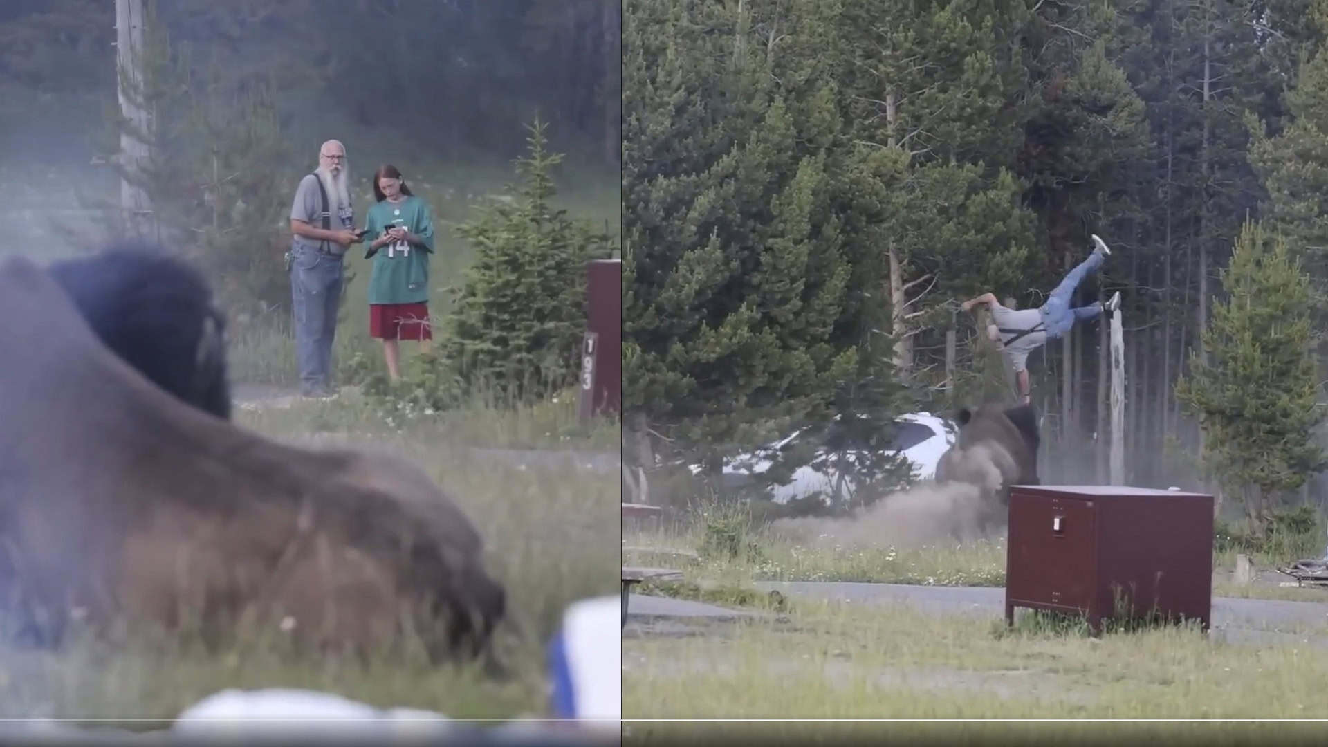 Bisonte embiste a turista en Yellowstone: hombre herido