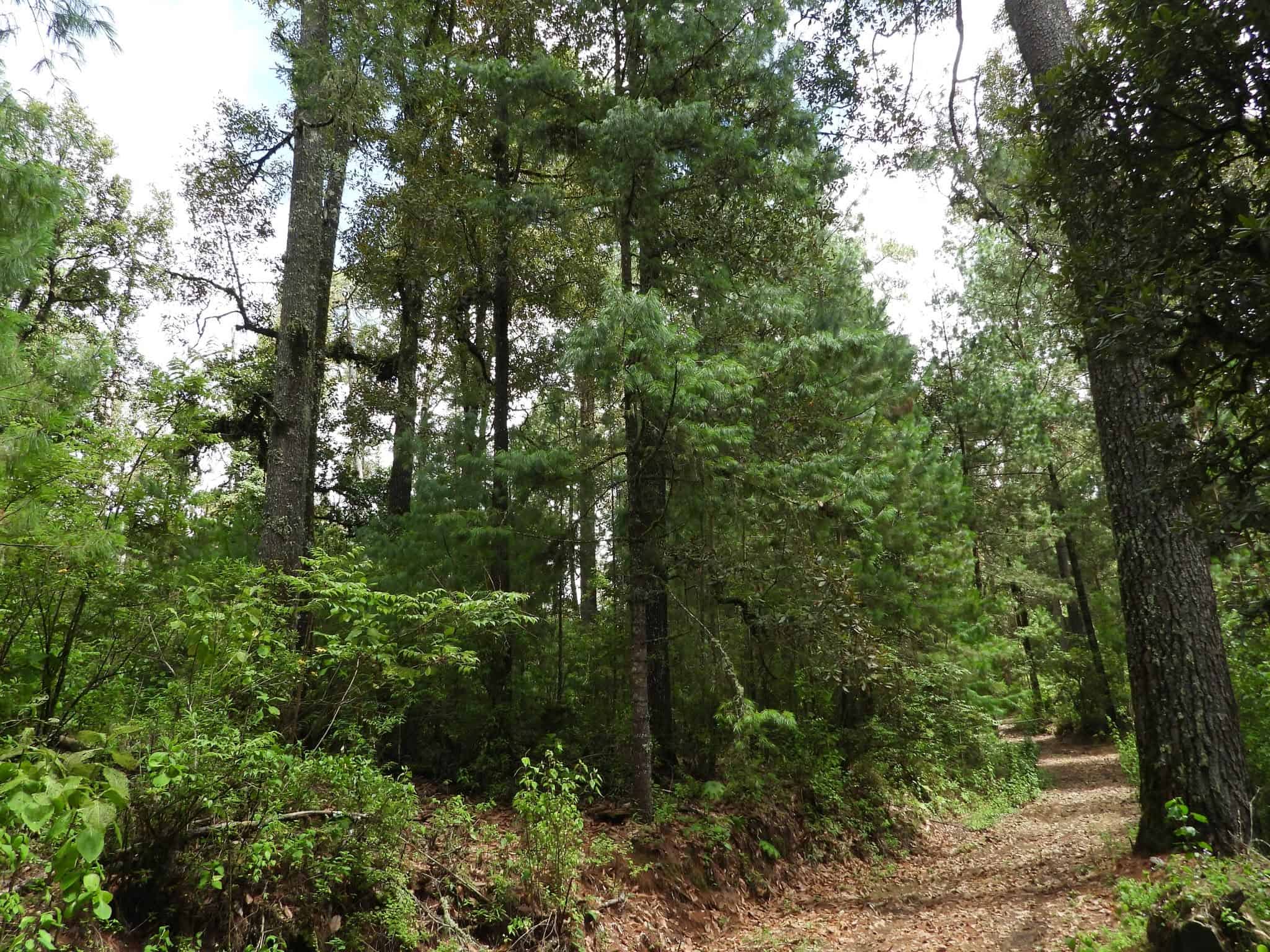 Incremento de fauna silvestre en Sierra de Zapalinam&eacute; tras lluvias