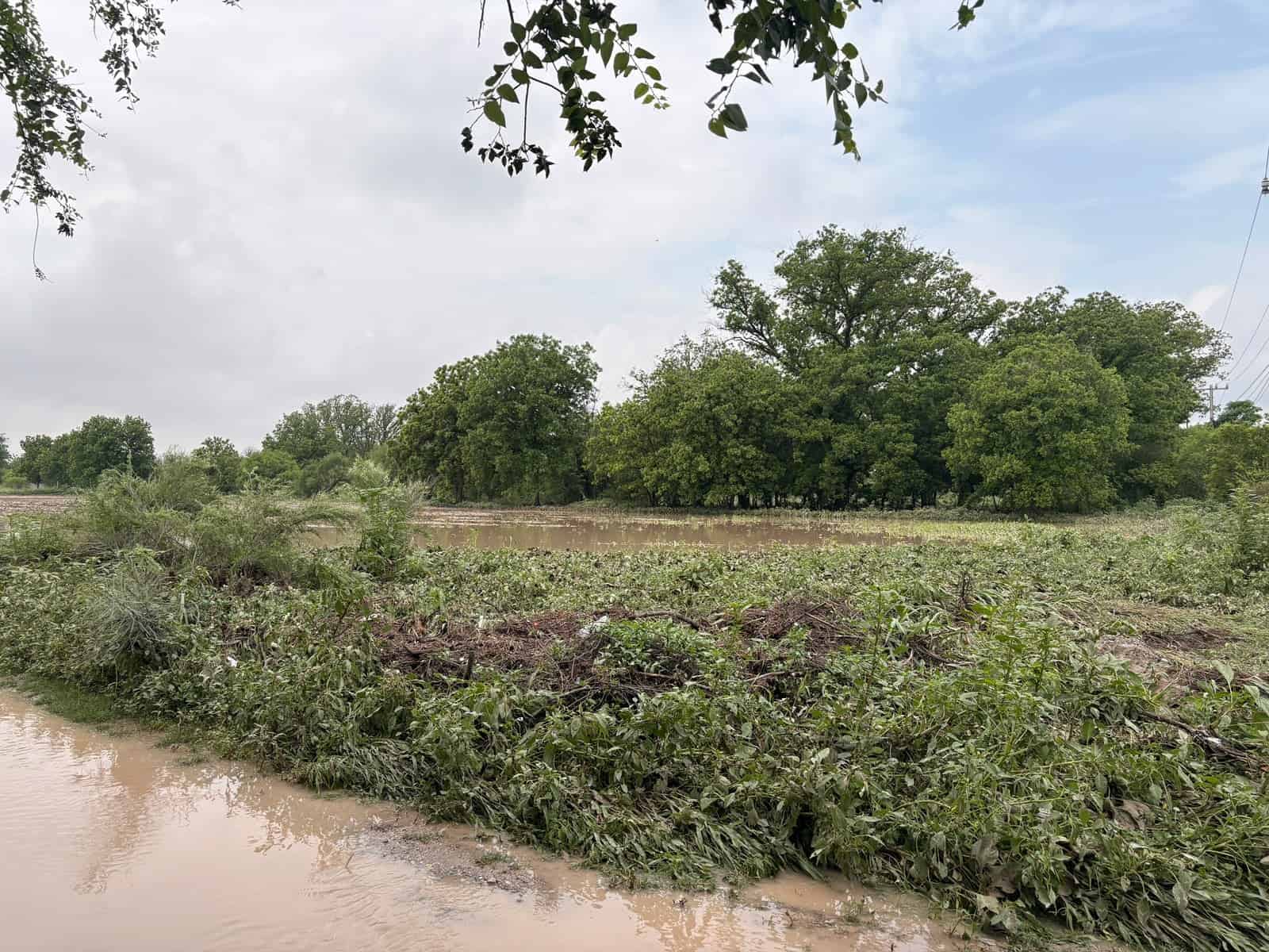 Inundaci&oacute;n en La Nogalera: Anfibios sorprenden a los ciudadanos