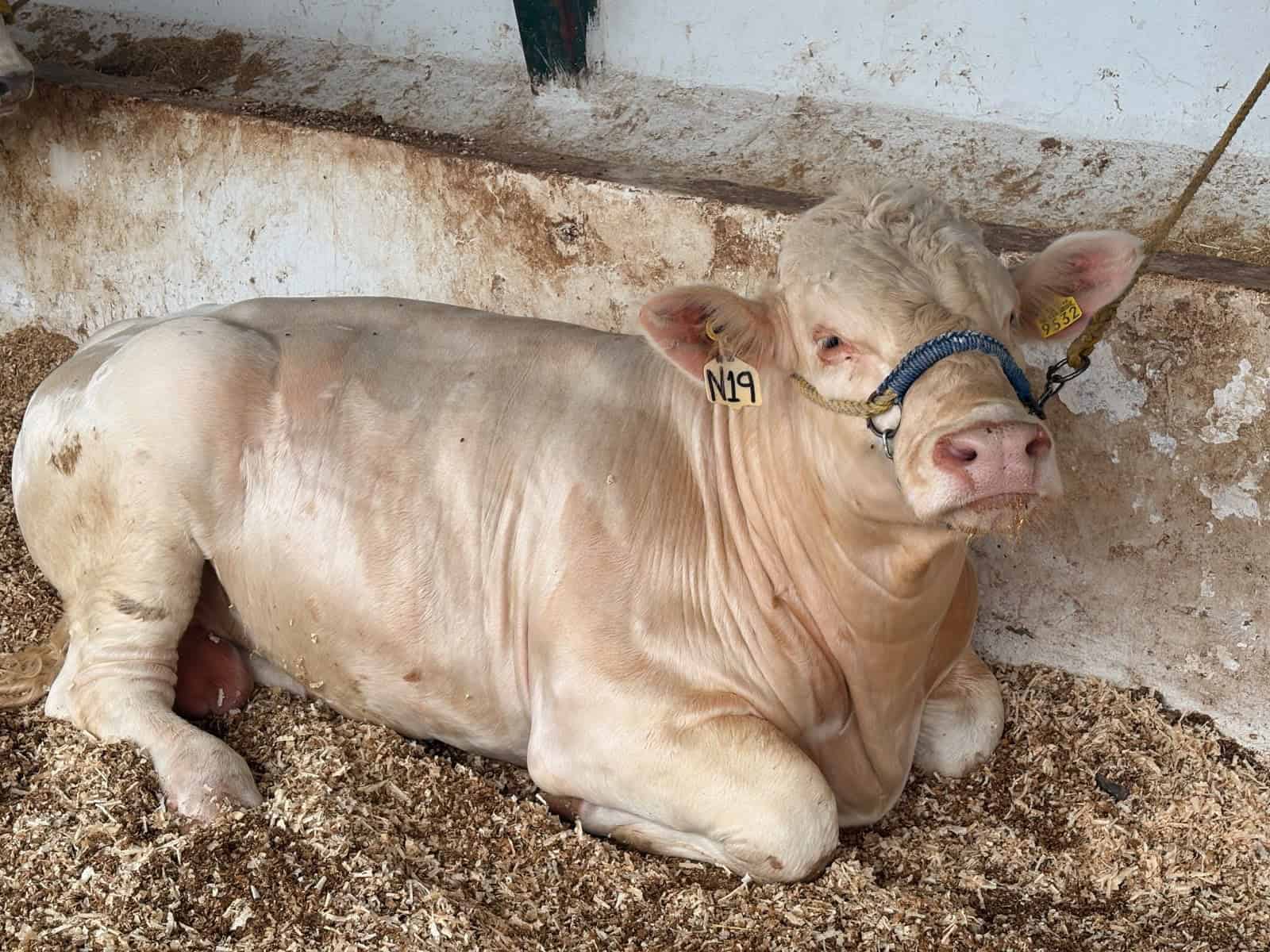 Rastro TIF en Coahuila: clave para reanudar exportaciones de carne Rastro TIF en Coahuila: clave para reanudar exportaciones de carne