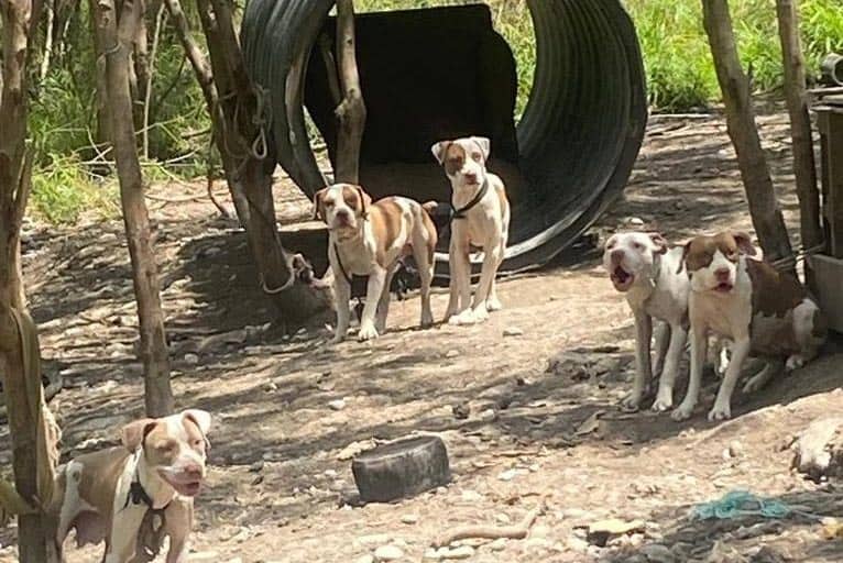 Criaderos de perros sin control en Frontera