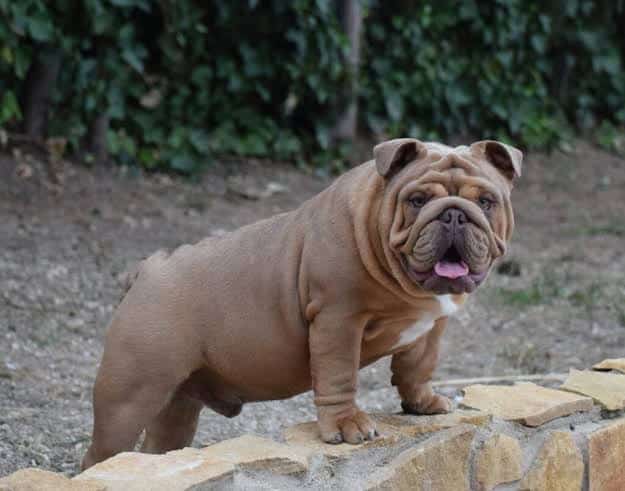 Detectan 3 criaderos de perros en Frontera