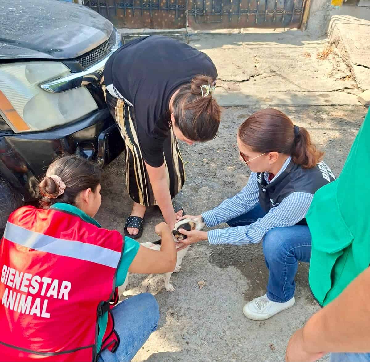Monclova: Carlos Villarreal realiza jornada de prevenci&oacute;n contra garrapatas