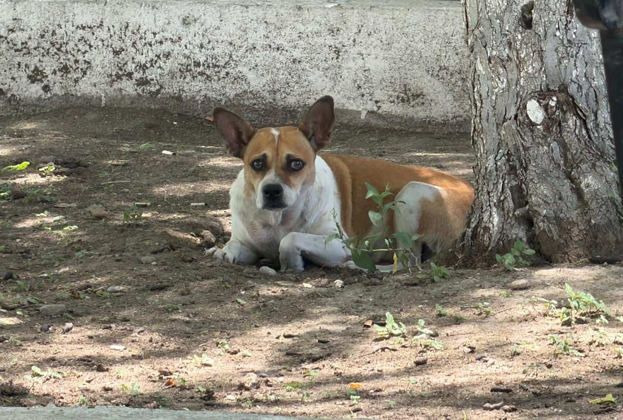 Perrita Chimichurris recuperada tras cirug&iacute;a en el Centro de Bienestar Animal de Monclova
