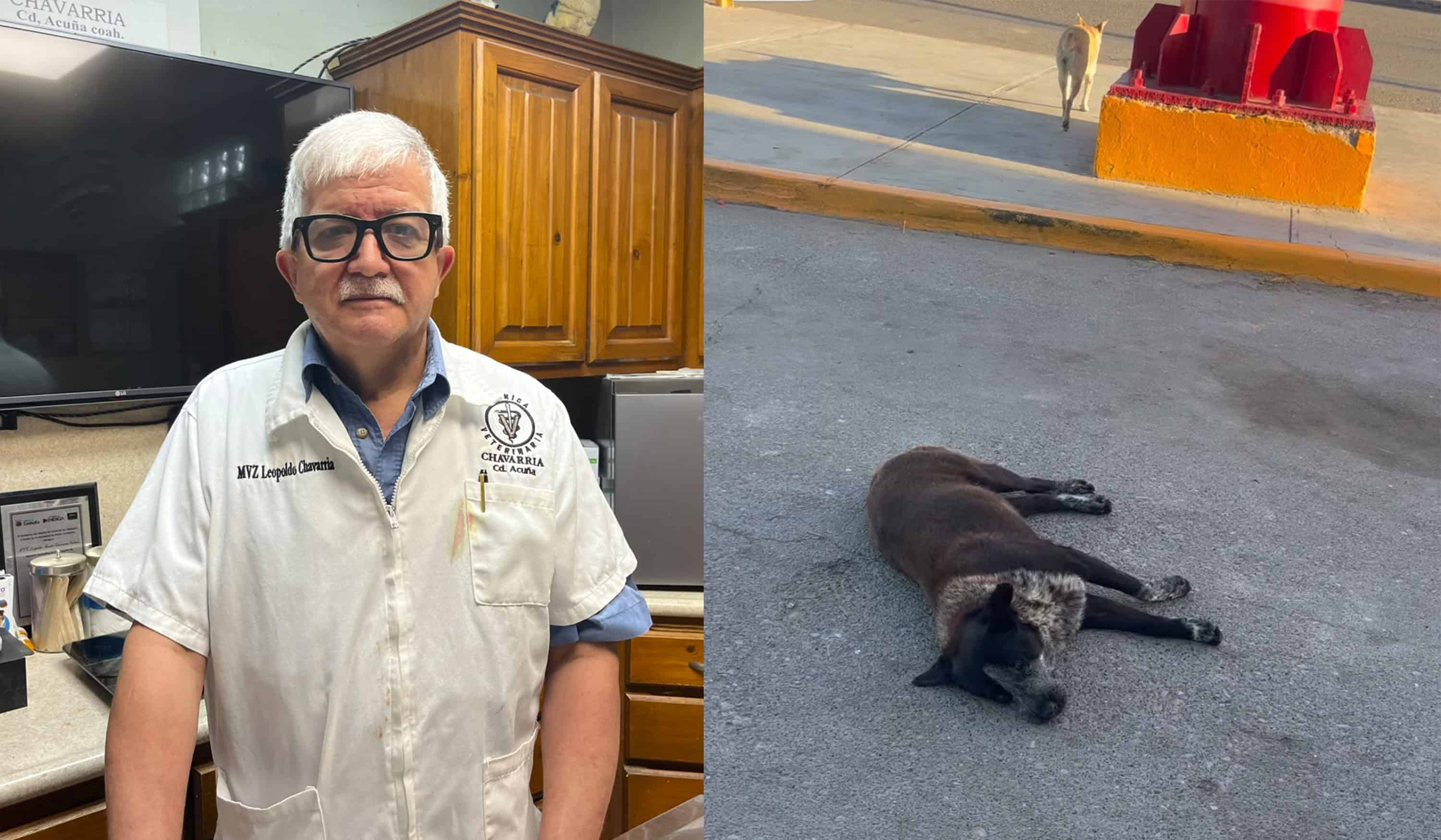Lluvias disparan la presencia de garrapatas y pulgas en mascotas de Ciudad Acu&ntilde;a