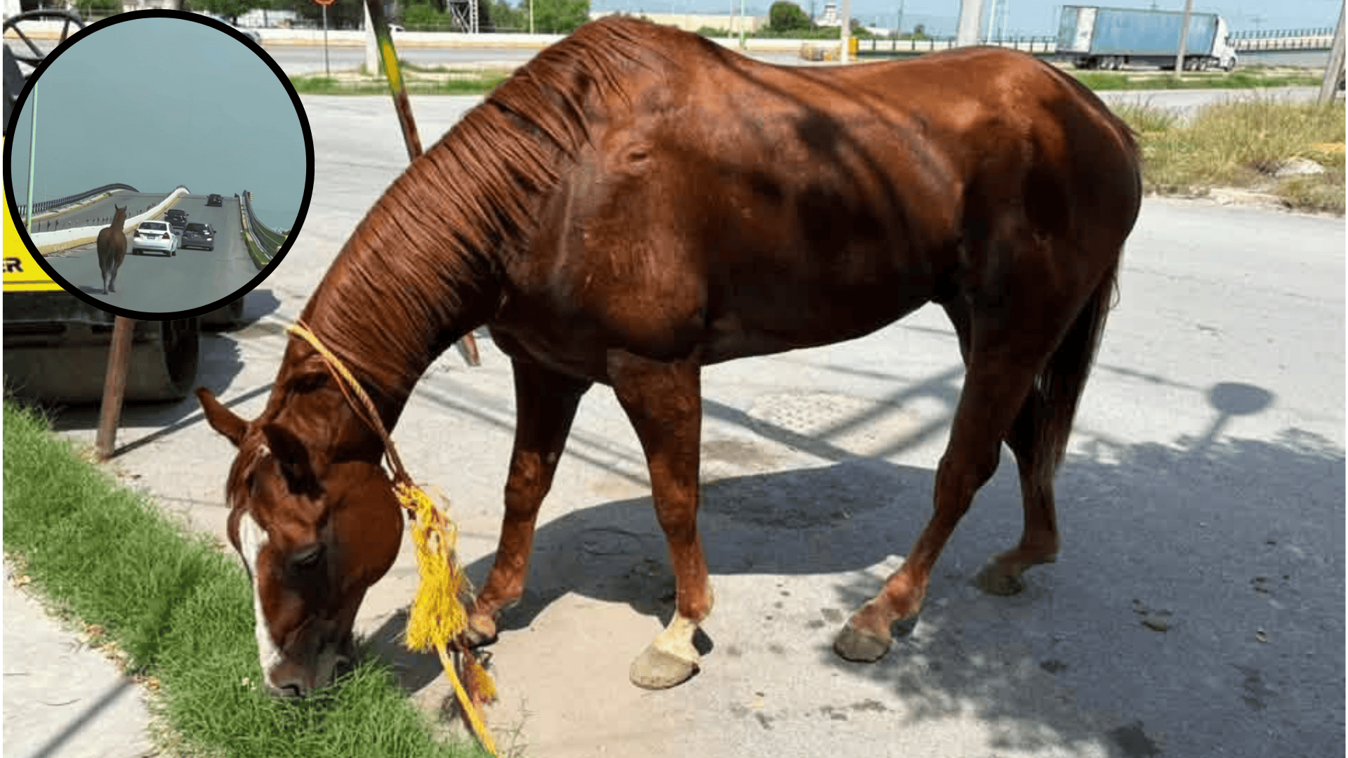 Riesgo vial en Frontera por caballo deambulando en carretera 30