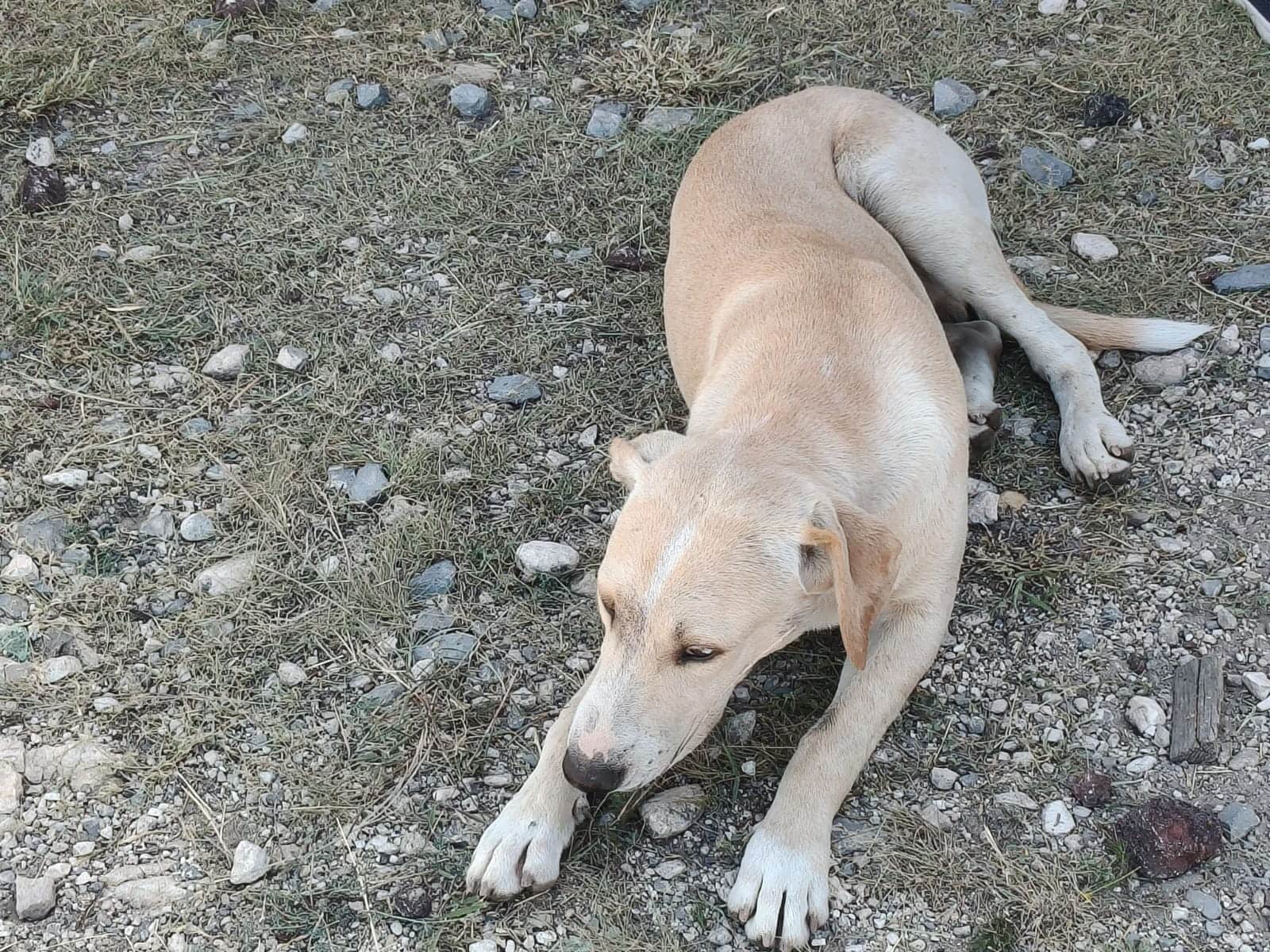 Saltillo: curso de tanatolog&iacute;a gratuito para quienes perdieron mascotas