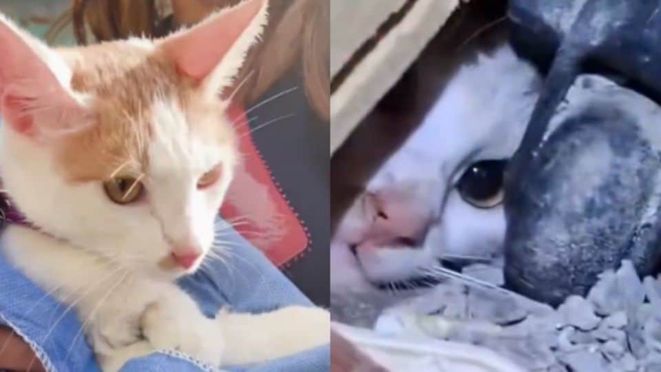 Gatita Gisela rescatada tras 23 d&iacute;as bajo escombros en Catia La Mar