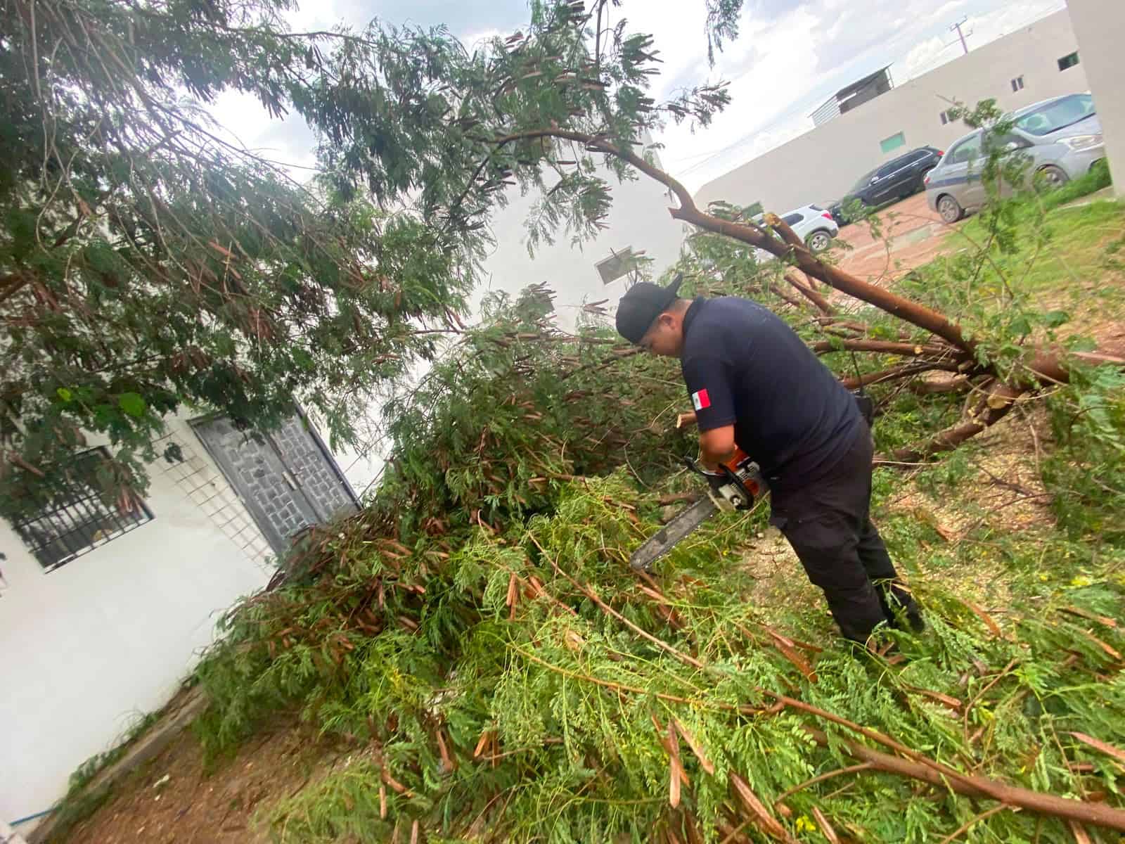 Da&ntilde;os en Sabinas por tromba: caen &aacute;rboles y postes en diversas colonias