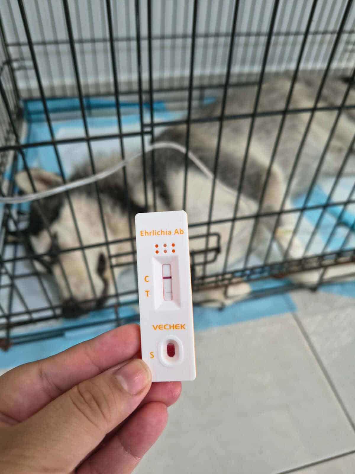 Denuncian enga&ntilde;o en atenci&oacute;n veterinaria