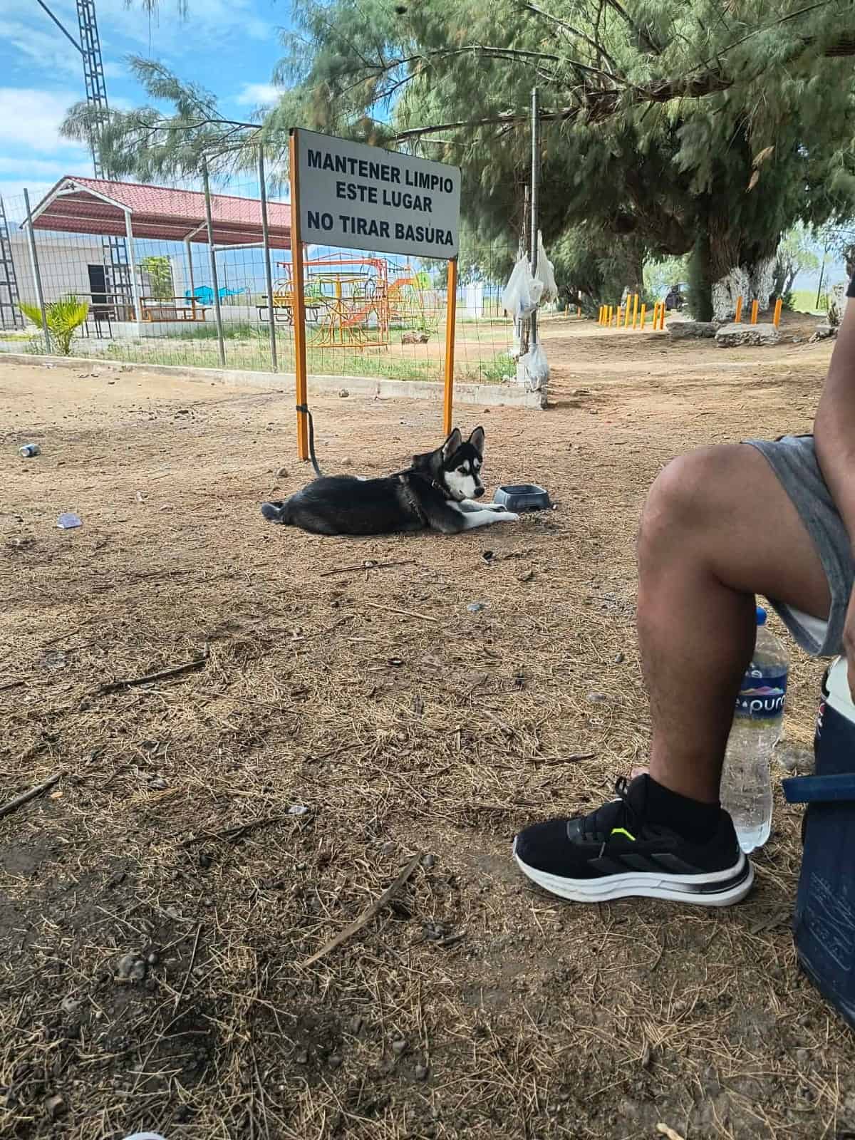Denuncian enga&ntilde;o en atenci&oacute;n veterinaria
