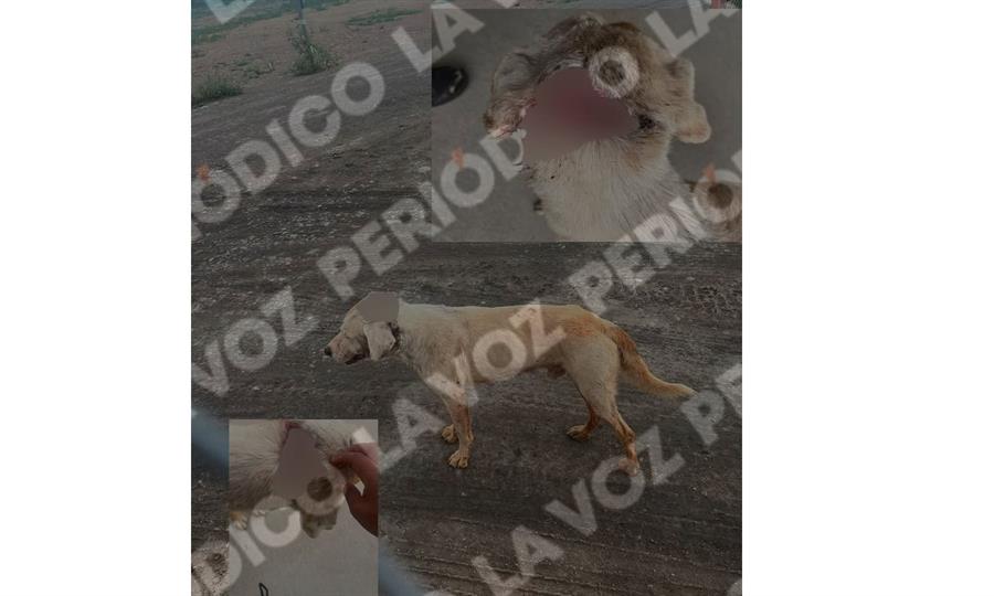 Piden ayuda para can herido en Agujita