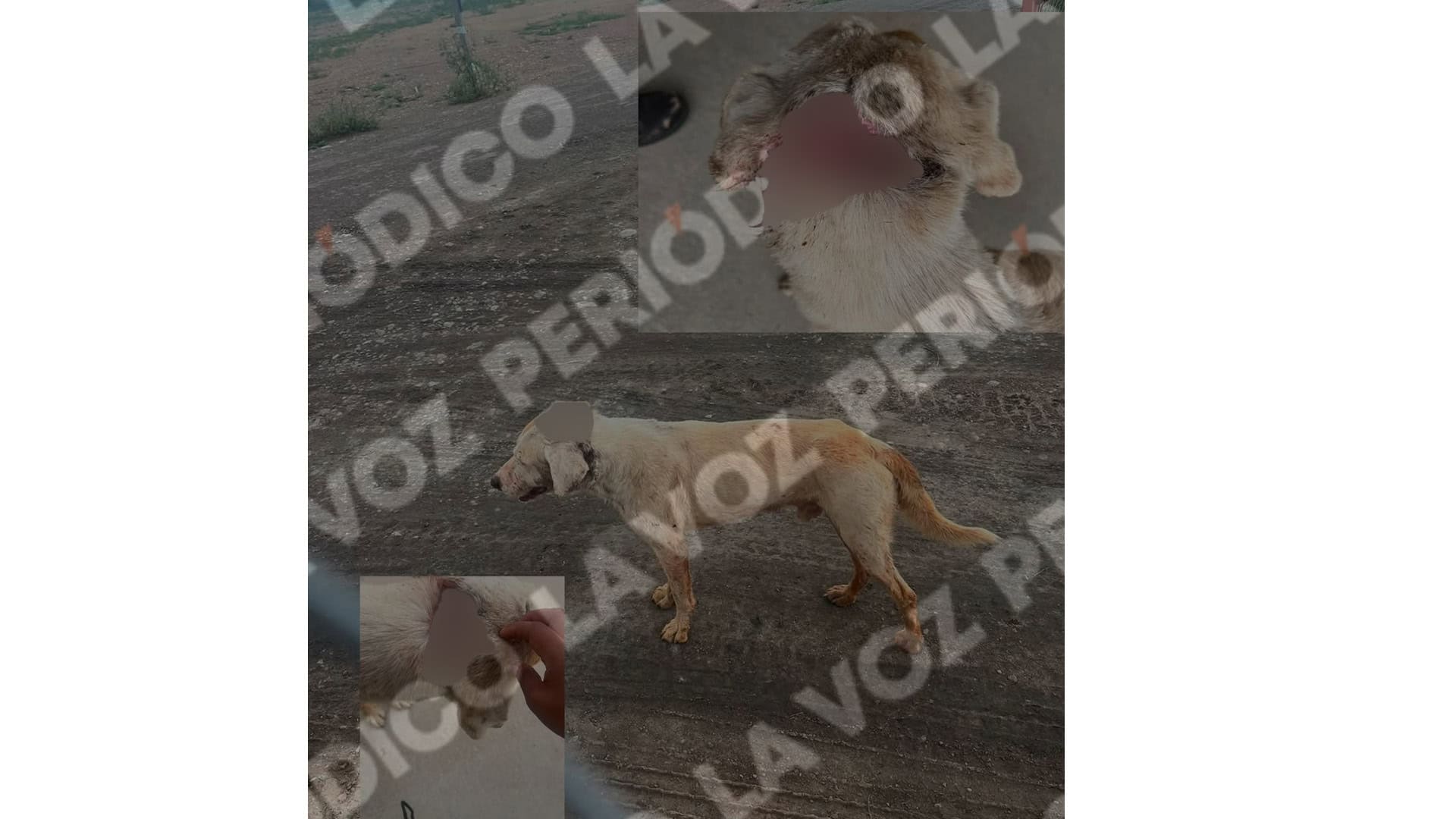 Piden ayuda para can herido en Agujita