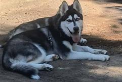 Yuvisela Ramos denuncia irregularidades en atención veterinaria de su perro en Monclova Yuvisela Ramos denuncia irregularidades en atención veterinaria de su perro en Monclova
