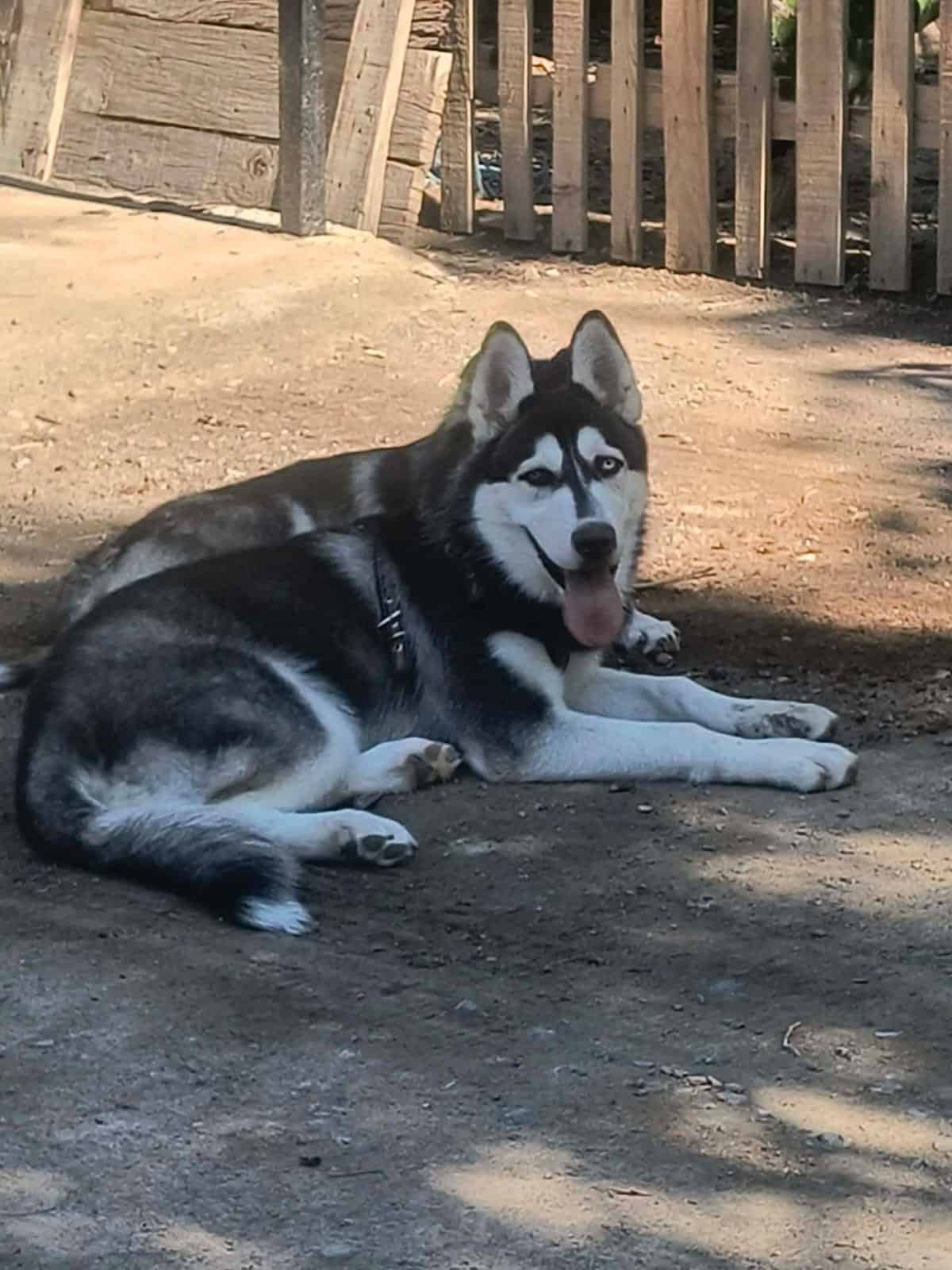 Yuvisela Ramos denuncia irregularidades en atenci&oacute;n veterinaria de su perro en Monclova