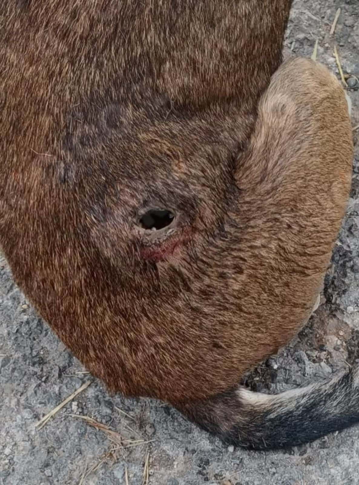 Reportan posible gusano barrenador en perro en M&uacute;zquiz