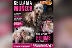 Fundación Frichem rescata a perrita Muñeca en Cuatro Ciénegas