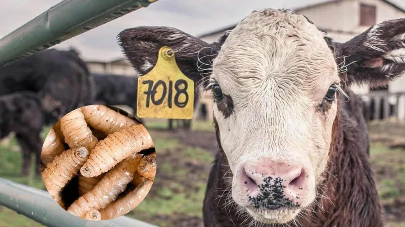Detectan primer caso de gusano barrenado