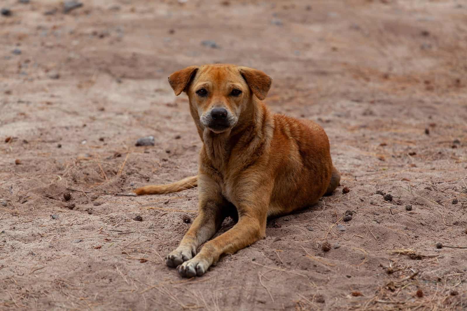 Saltillo: Polic&iacute;a Ambiental atiende abandono de mascotas en mudanzas
