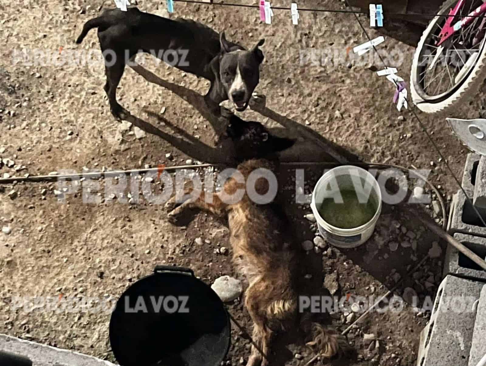 Dejan morir a perrita y exponen a vecinos