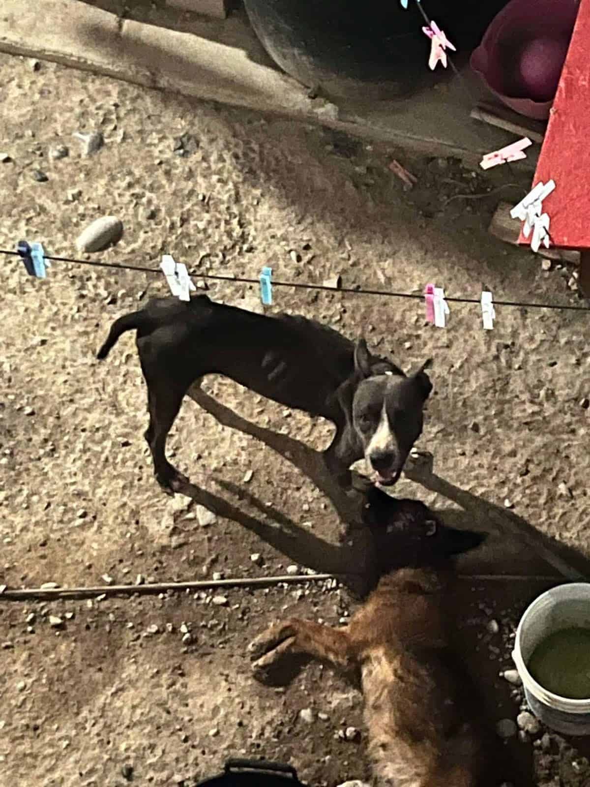 Dejan morir a perrita y exponen a vecinos