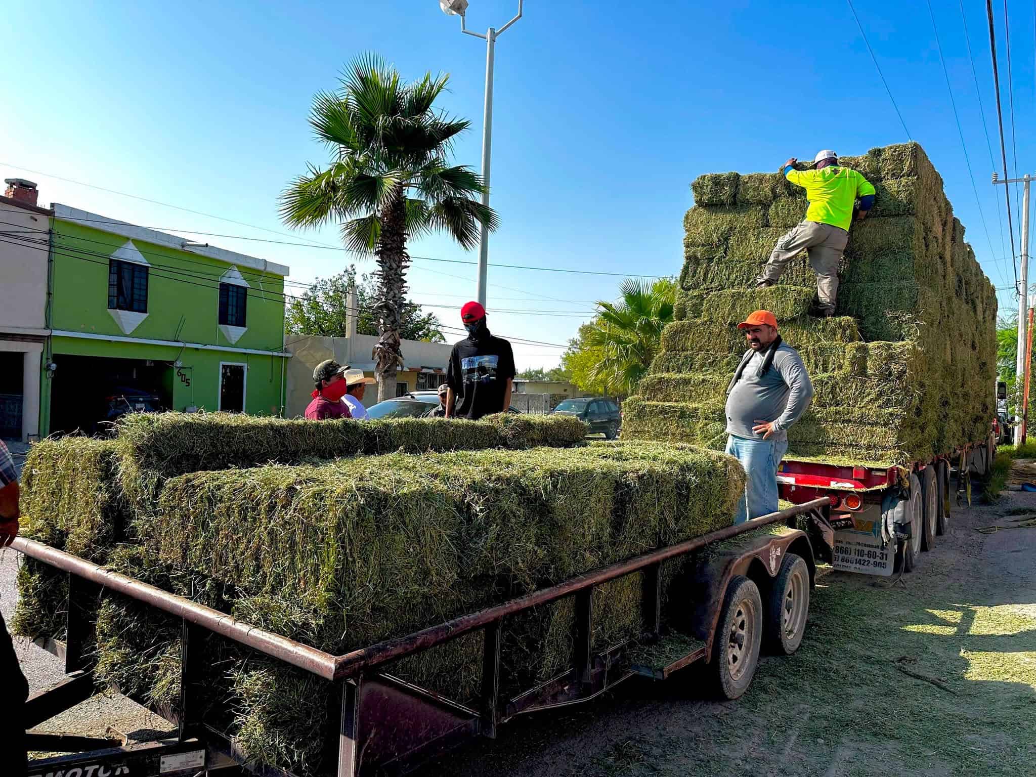Yesica Sifuentes apoya a productores con entrega de alfalfa en Castaños