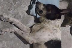 Padrastro asesina a perro Pinky en Frontera: Tuilzie Ibarra lo confirma