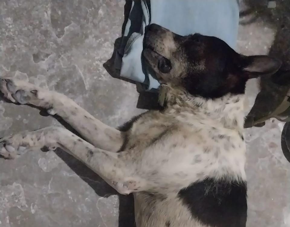 Padrastro asesina a perro Pinky en Frontera: Tuilzie Ibarra lo confirma
