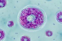CDC alerta sobre muertes por Cyclospora en Estados Unidos CDC alerta sobre muertes por Cyclospora en Estados Unidos