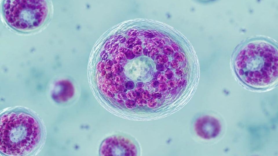 CDC alerta sobre muertes por Cyclospora en Estados Unidos