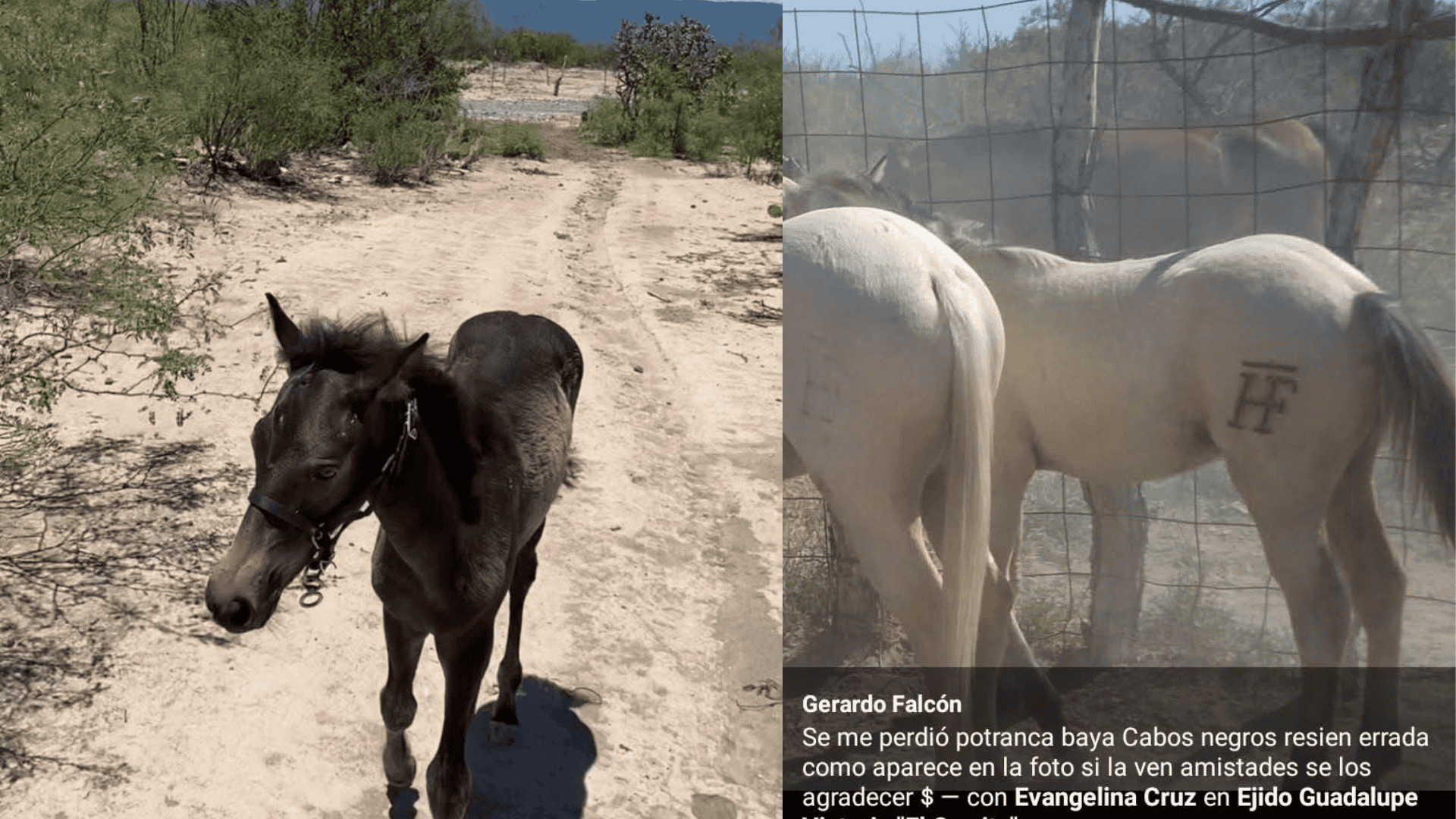 Sustracci&oacute;n de Animales en San Buenaventura