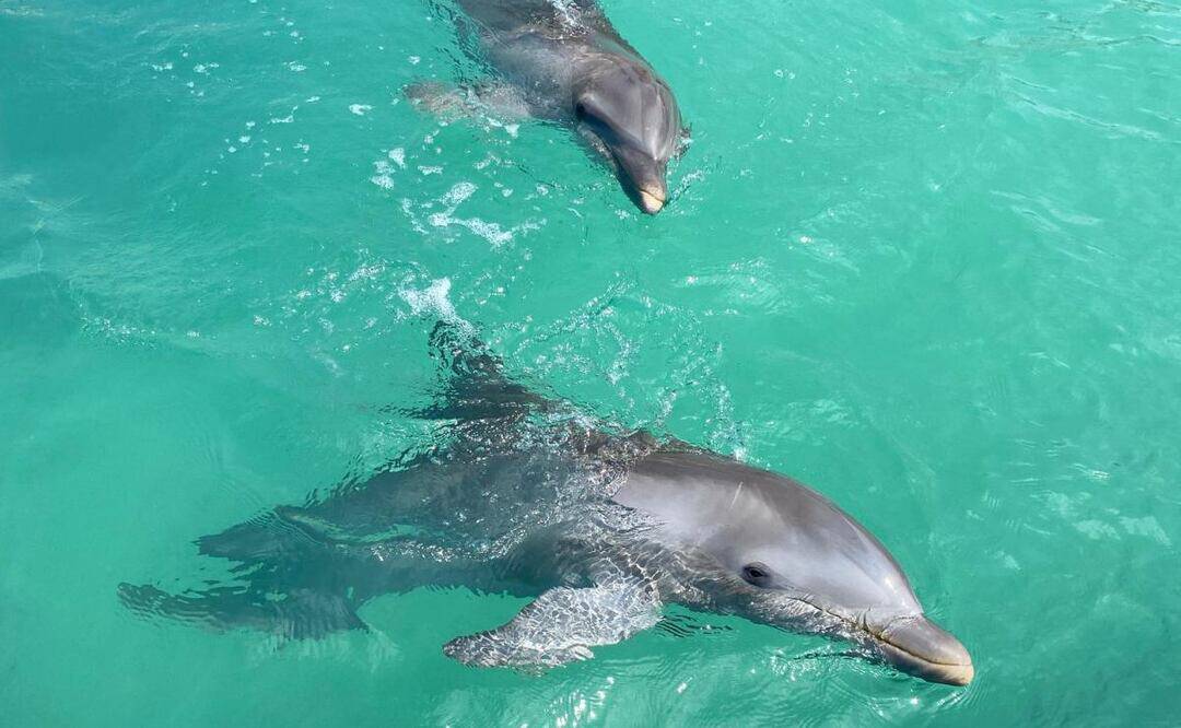 Delfines enfermos en Dolphin Discovery: Semarnat debe actuar