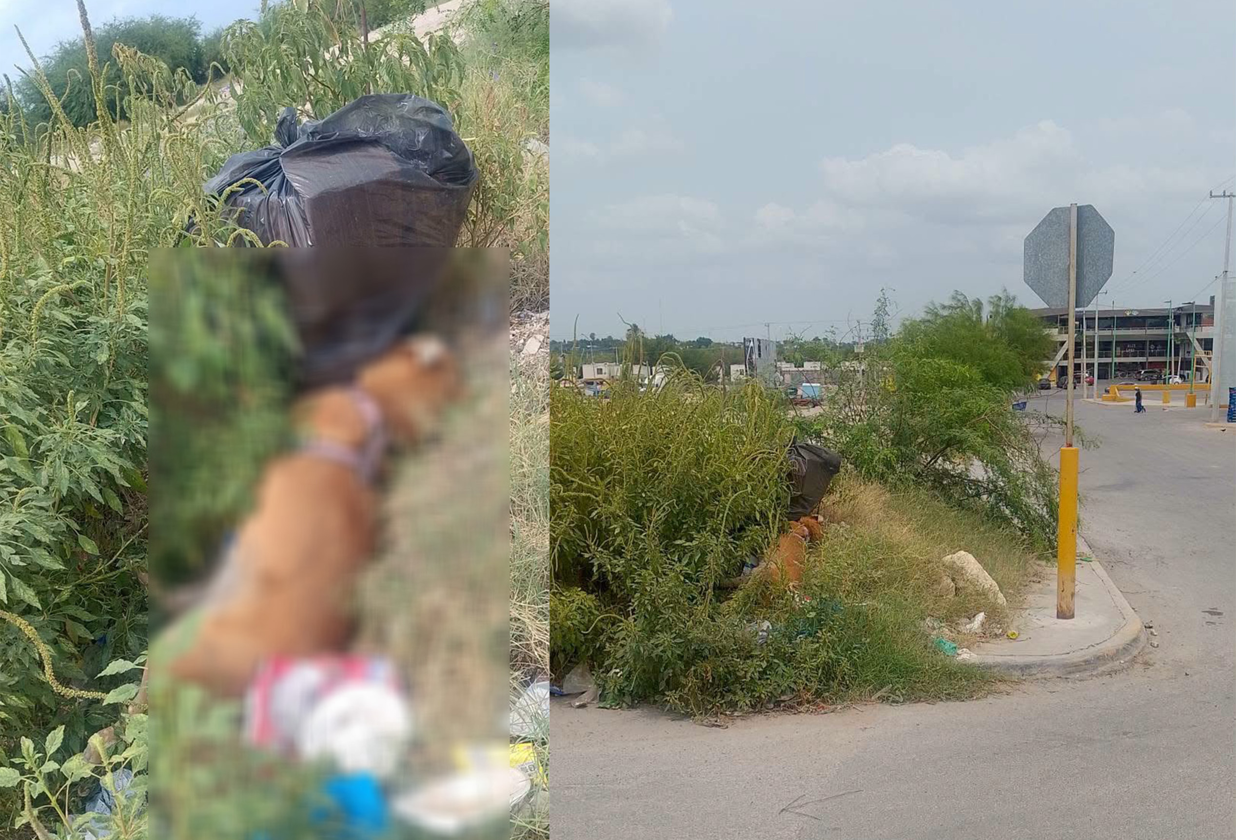 Aumentan las denuncias por mascotas atropelladas en Ciudad Acu&ntilde;a