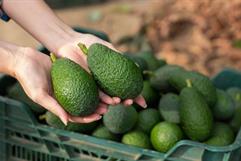 E.E.U.U. reanuda parcialmente inspecciones al aguacate de Michoacán