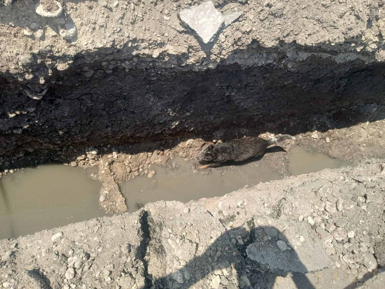 Protecci&oacute;n Civil rescata perro de zanja en Pala&uacute;