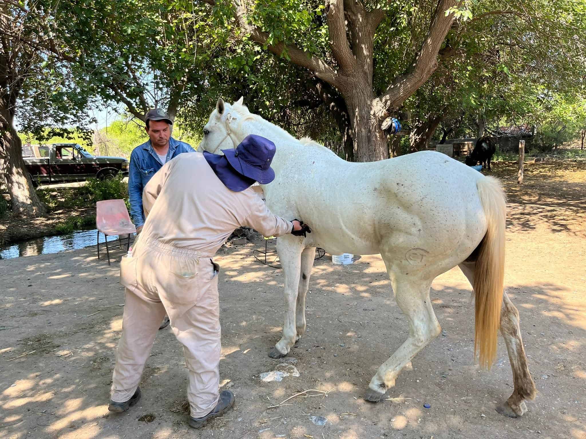 Monclova: autoridades env&iacute;an muestras de gusano barrenador para an&aacute;lisis