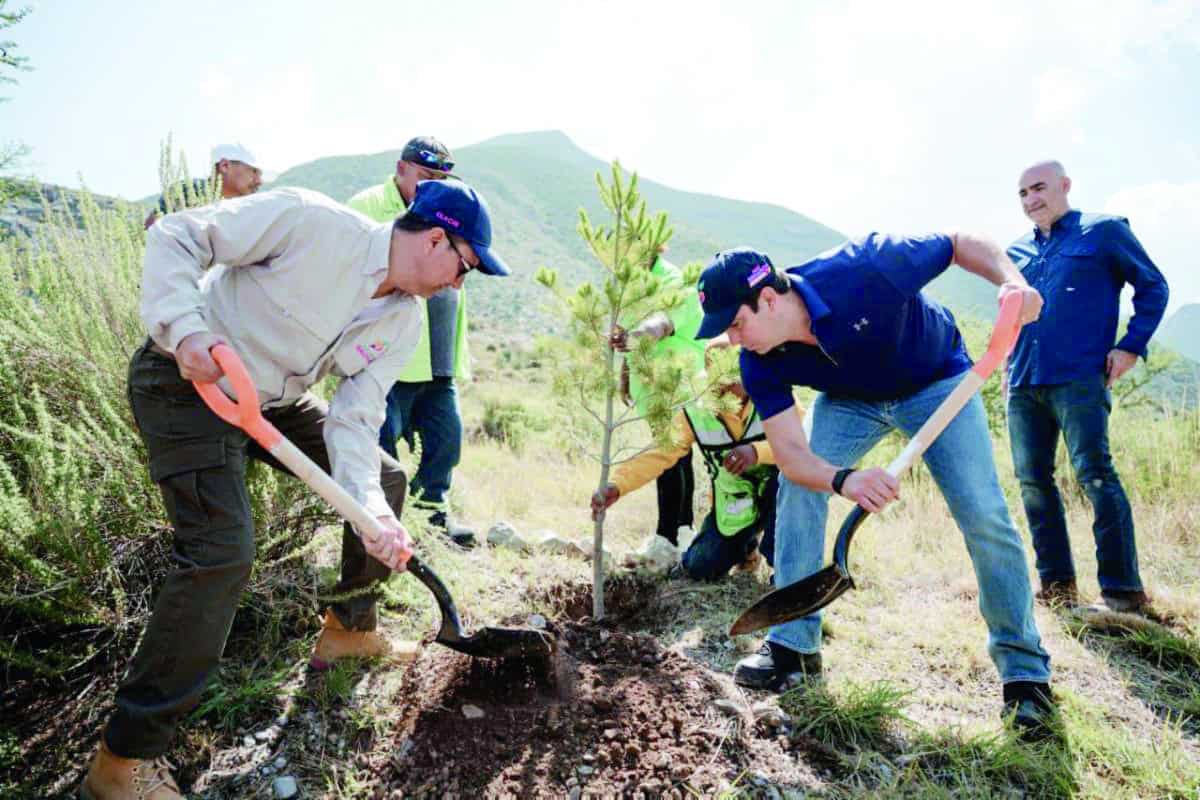 Reforestación en Saltillo: 5 mil pinos piñoneros plantados Reforestación en Saltillo: 5 mil pinos piñoneros plantados