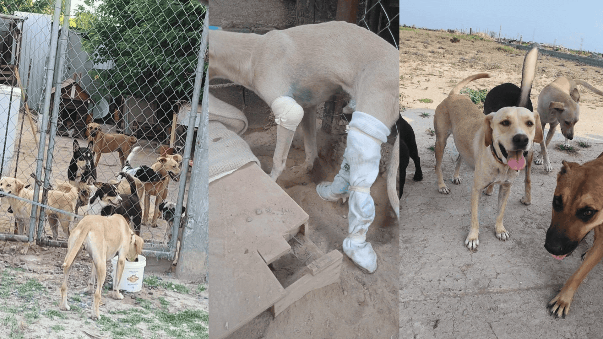 Apoyo solidario: 300 kilos de croquetas donados al refugio Lobita Dejando Huella