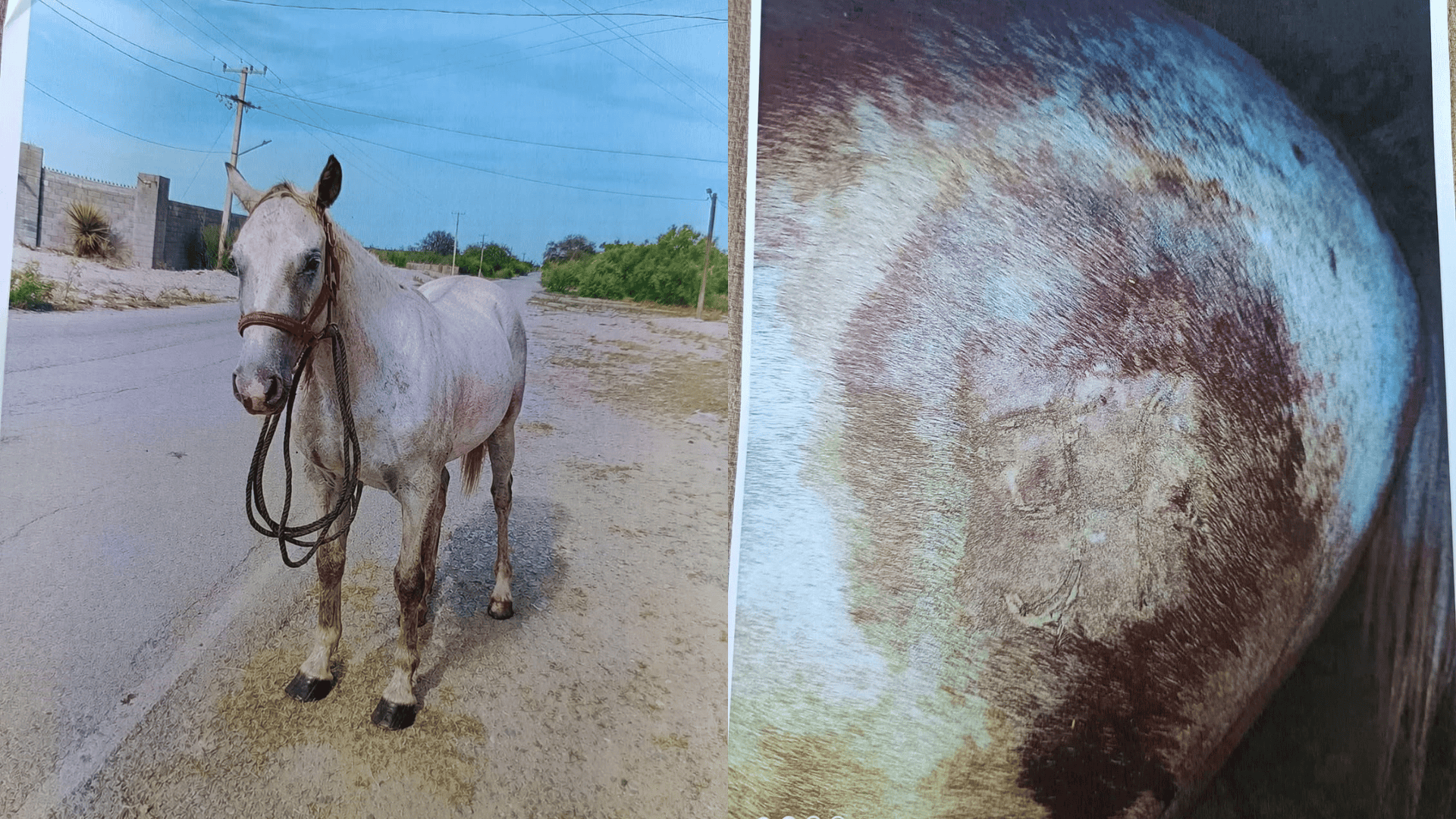 Roban caballo de cabalgatas en Frontera, propietario presenta denuncia
