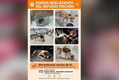 Perros de Frichem enfrentan graves daños Perros de Frichem enfrentan graves daños