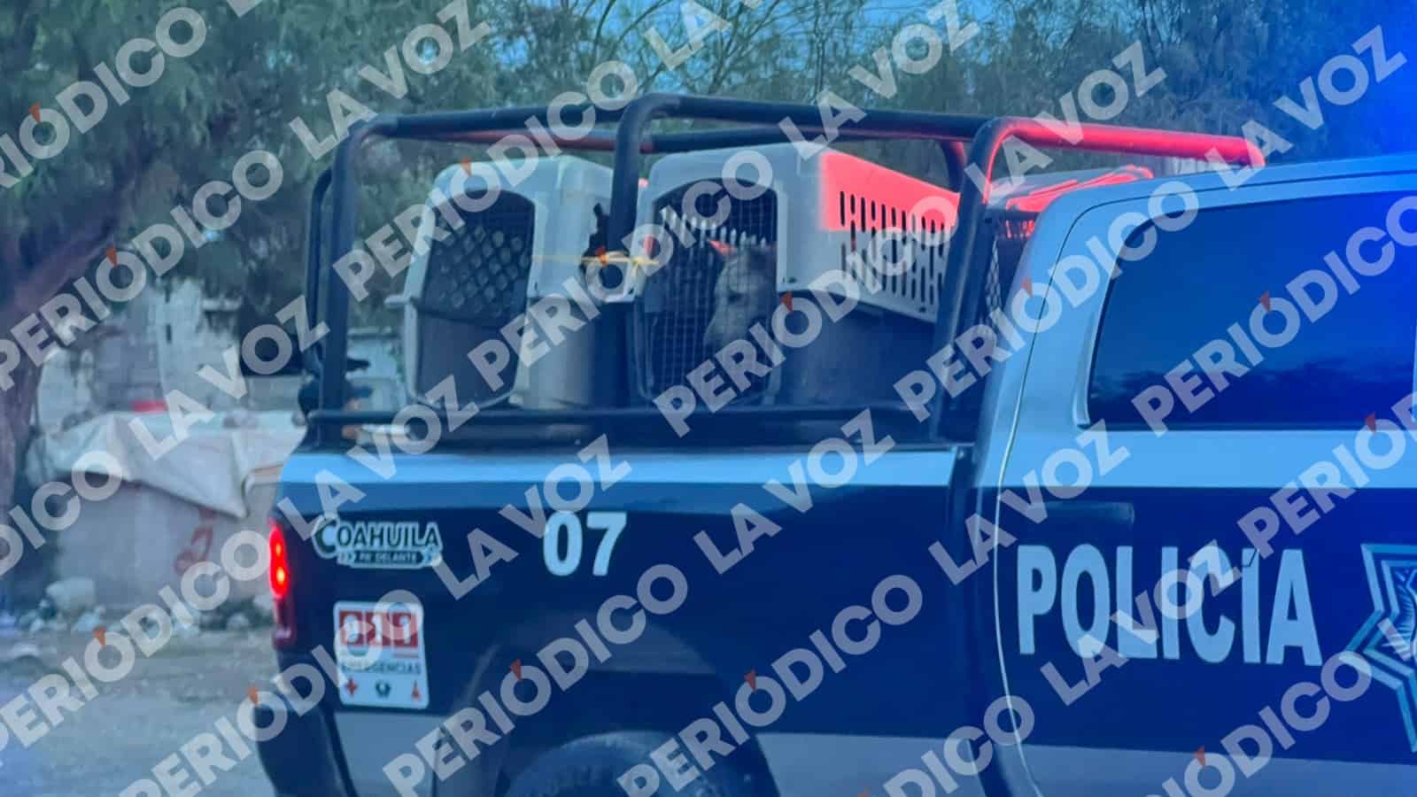 Rescatan a 60 perros de Fundaci&oacute;n Frichem