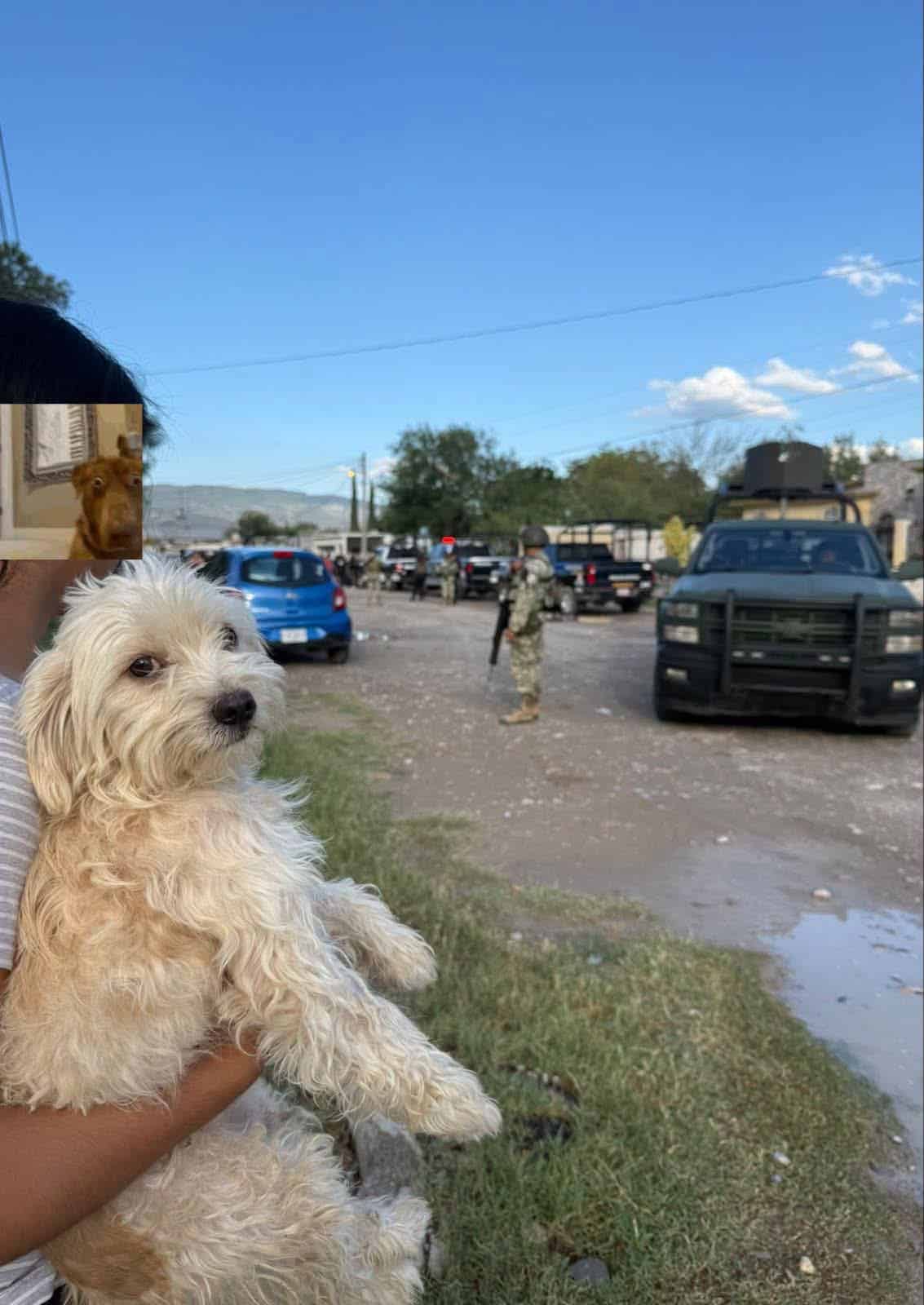 Rescatan a 60 perros de Fundaci&oacute;n Frichem