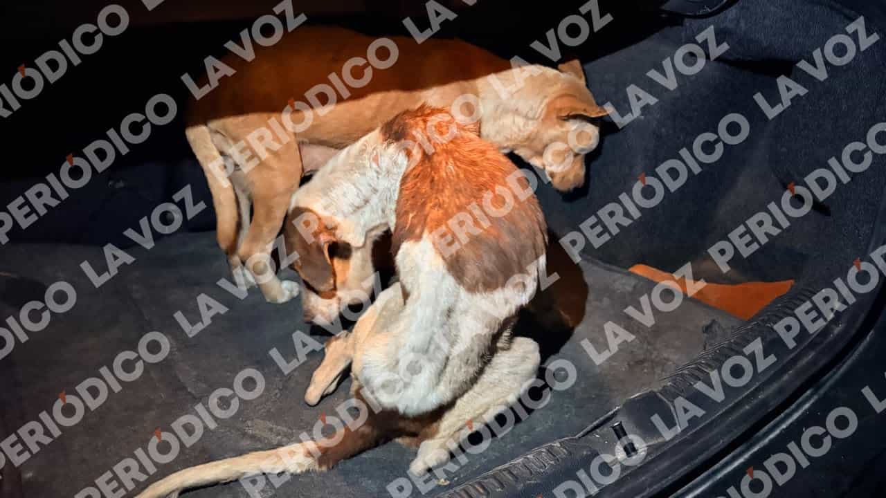 Hallan 65 perros Moribundos en Frichem